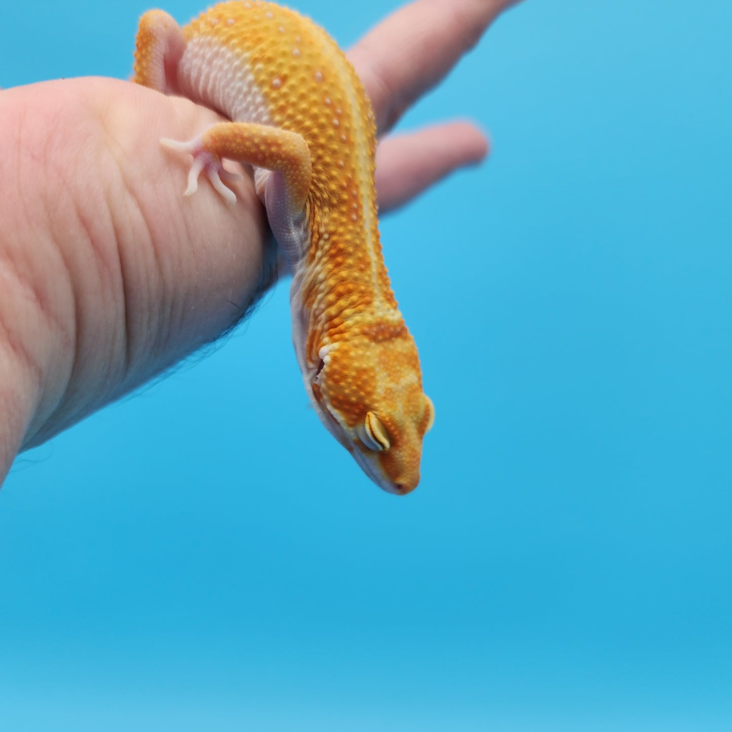 Male Inferno Tangerine Bold Tremper Albino White & Yellow Leopard Gecko