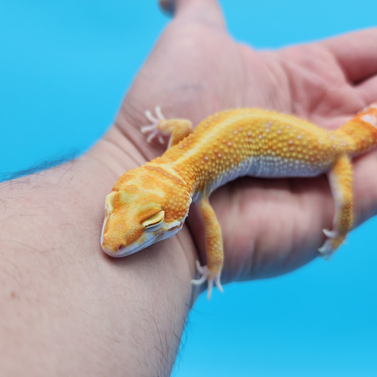 Male Inferno Tangerine Bold Tremper Albino White & Yellow Leopard Gecko