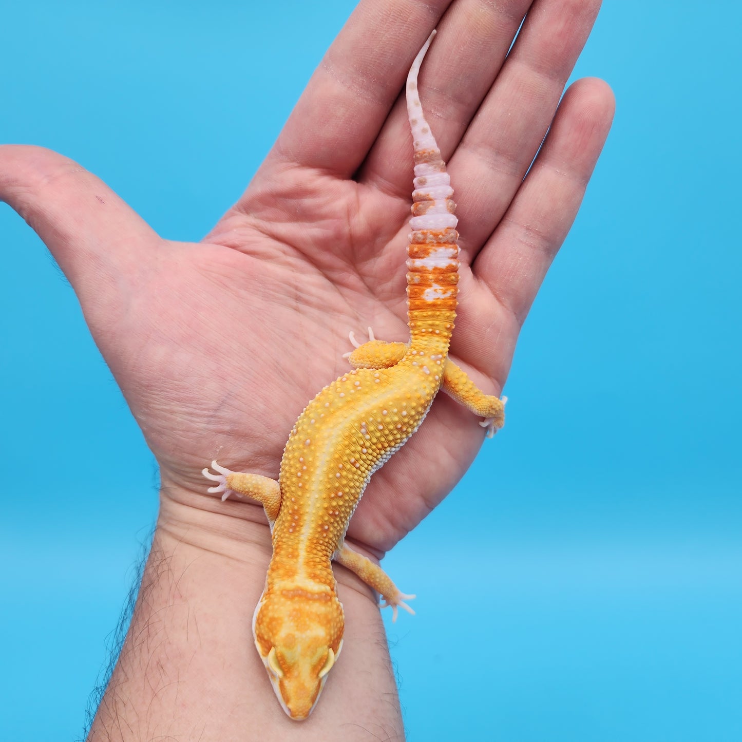Male Inferno Tangerine Bold Tremper Albino White & Yellow Leopard Gecko