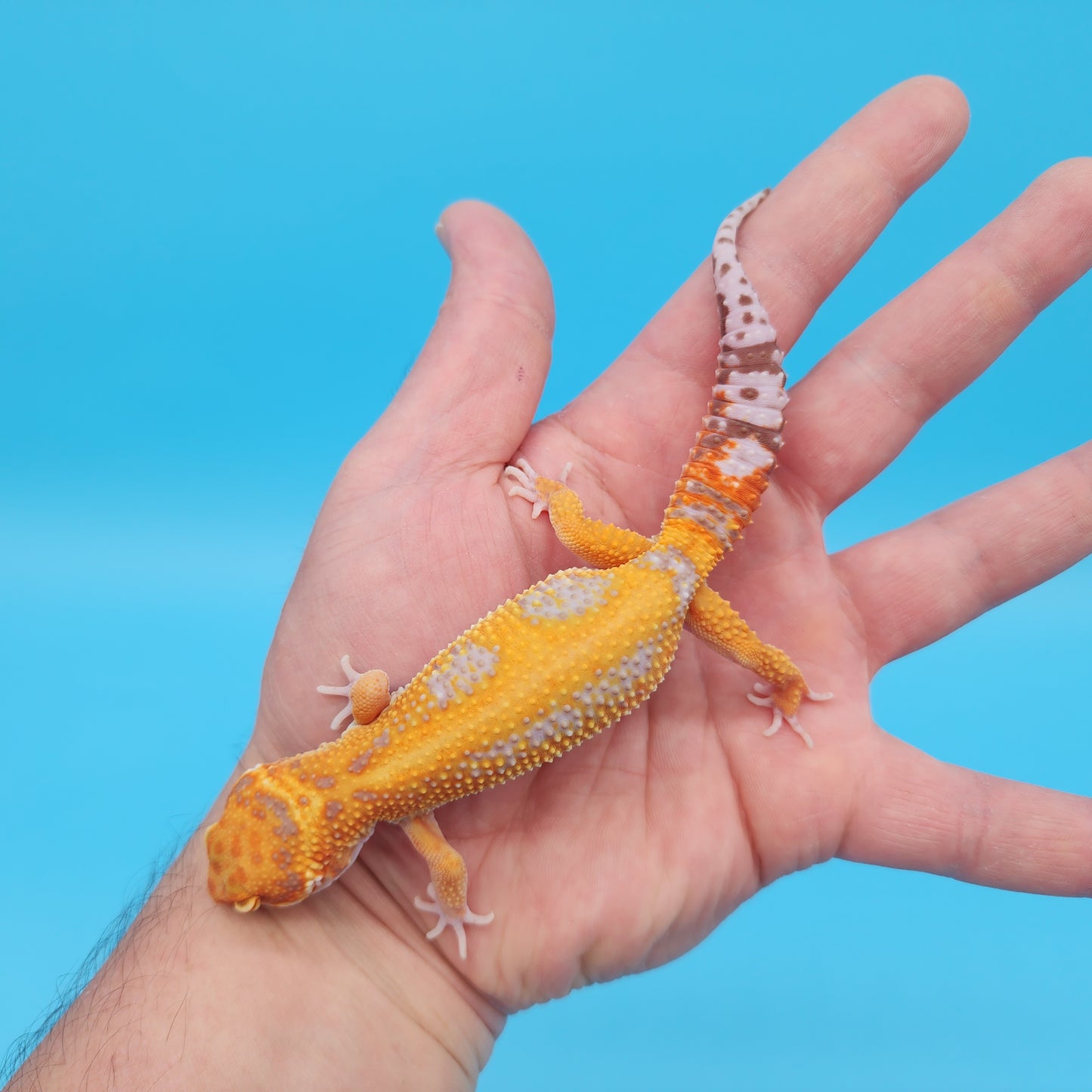 Male Mandarin Inferno Tangerine Bold Tremper Albino Red Stripe Possible White & Yellow Leopard Gecko