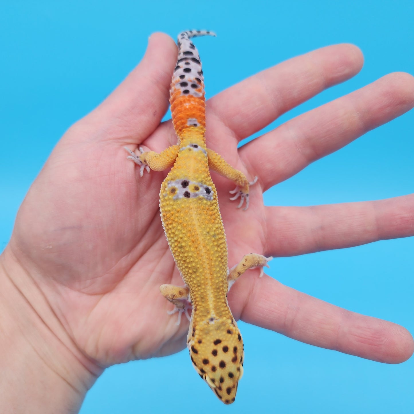 Male Mandarin Inferno Tangerine 100% Het Tremper Albino Leopard Gecko