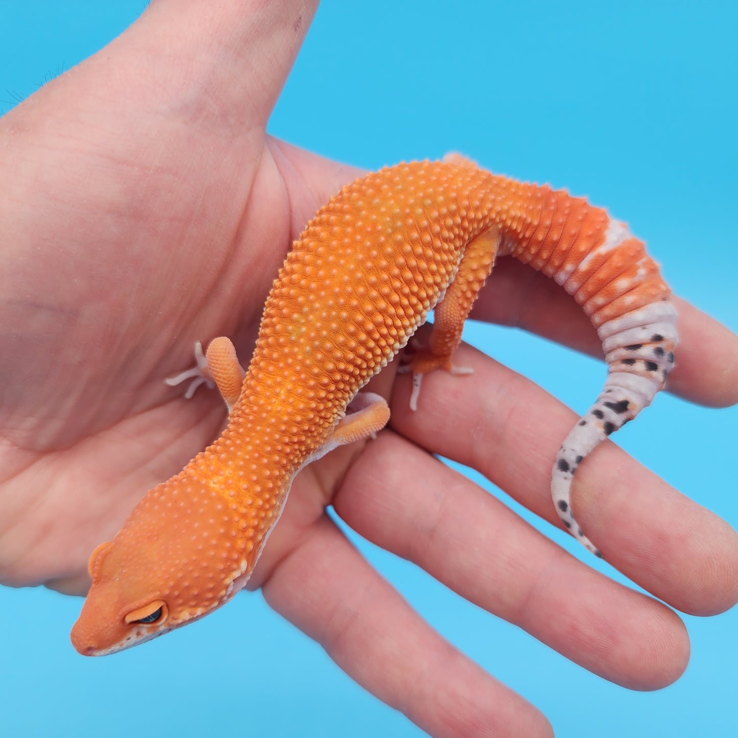 Male Mandarin Inferno Tangerine Super Hypo Baldy Leopard Gecko (AMAZING color in person!)