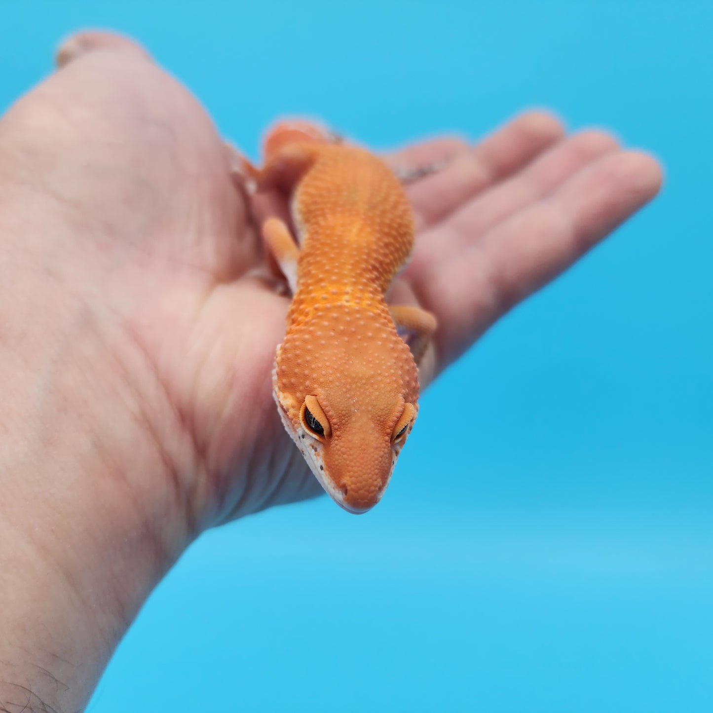 Male Mandarin Inferno Tangerine Super Hypo Baldy Leopard Gecko (AMAZING color in person!)