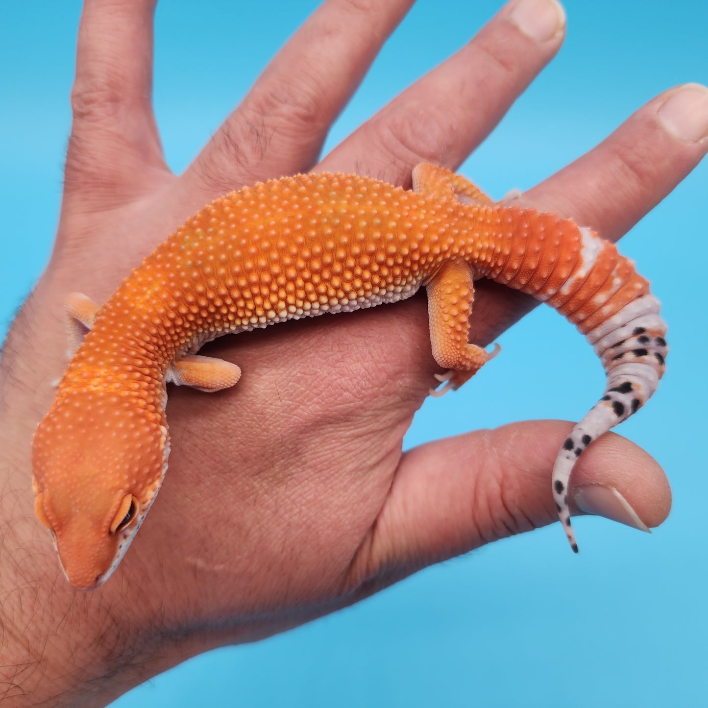 Male Mandarin Inferno Tangerine Super Hypo Baldy Leopard Gecko (AMAZING color in person!)