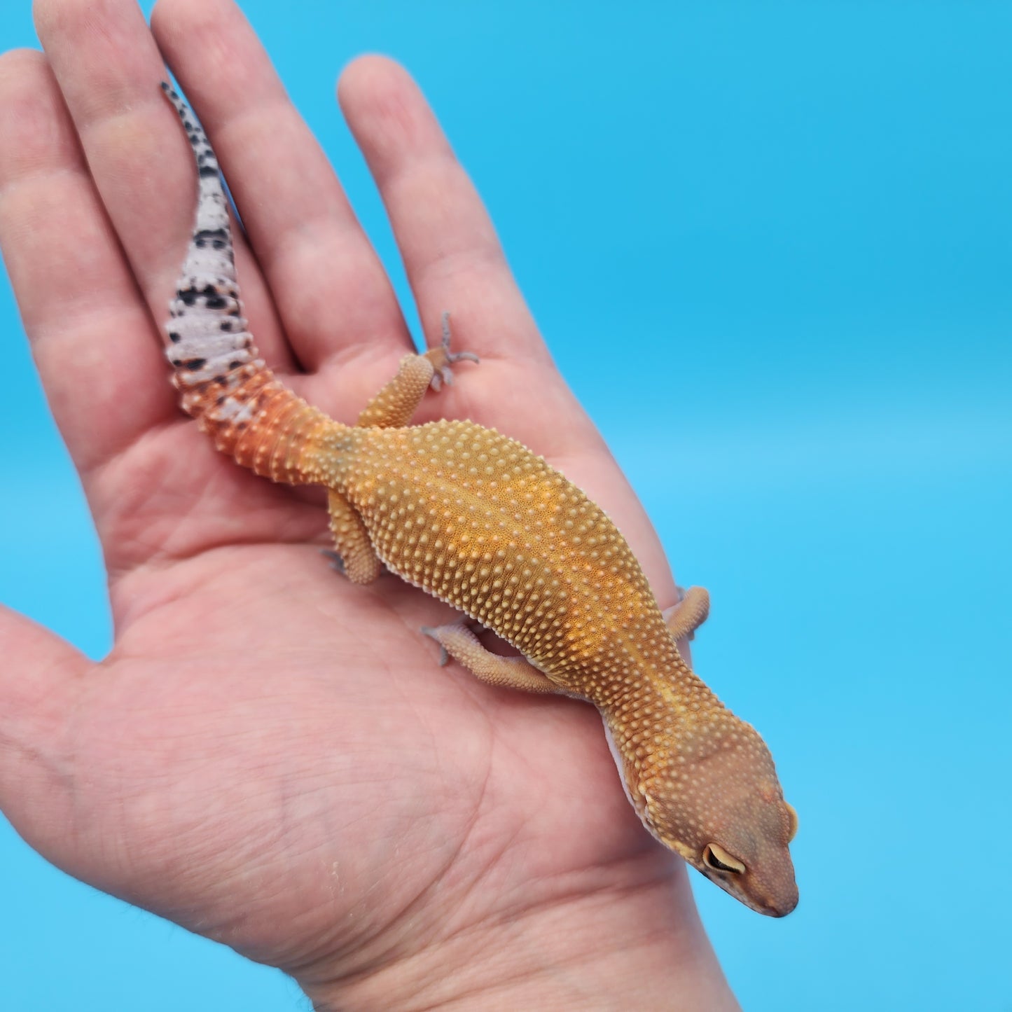 Female Mandarin Inferno Tangerine Bold Jungle Leopard Gecko (Dirty Tang)