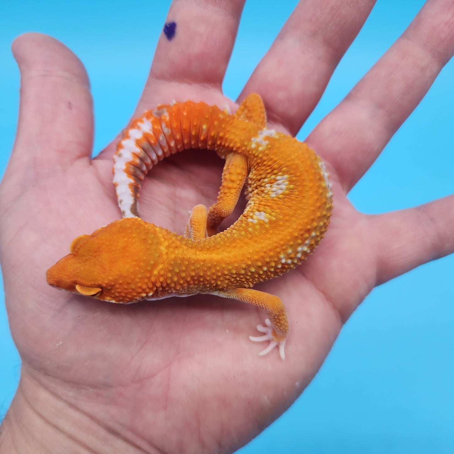 Male Mandarin Inferno Tangerine Tremper Albino Red Stripe Leopard Gecko (STUNNING in person!)