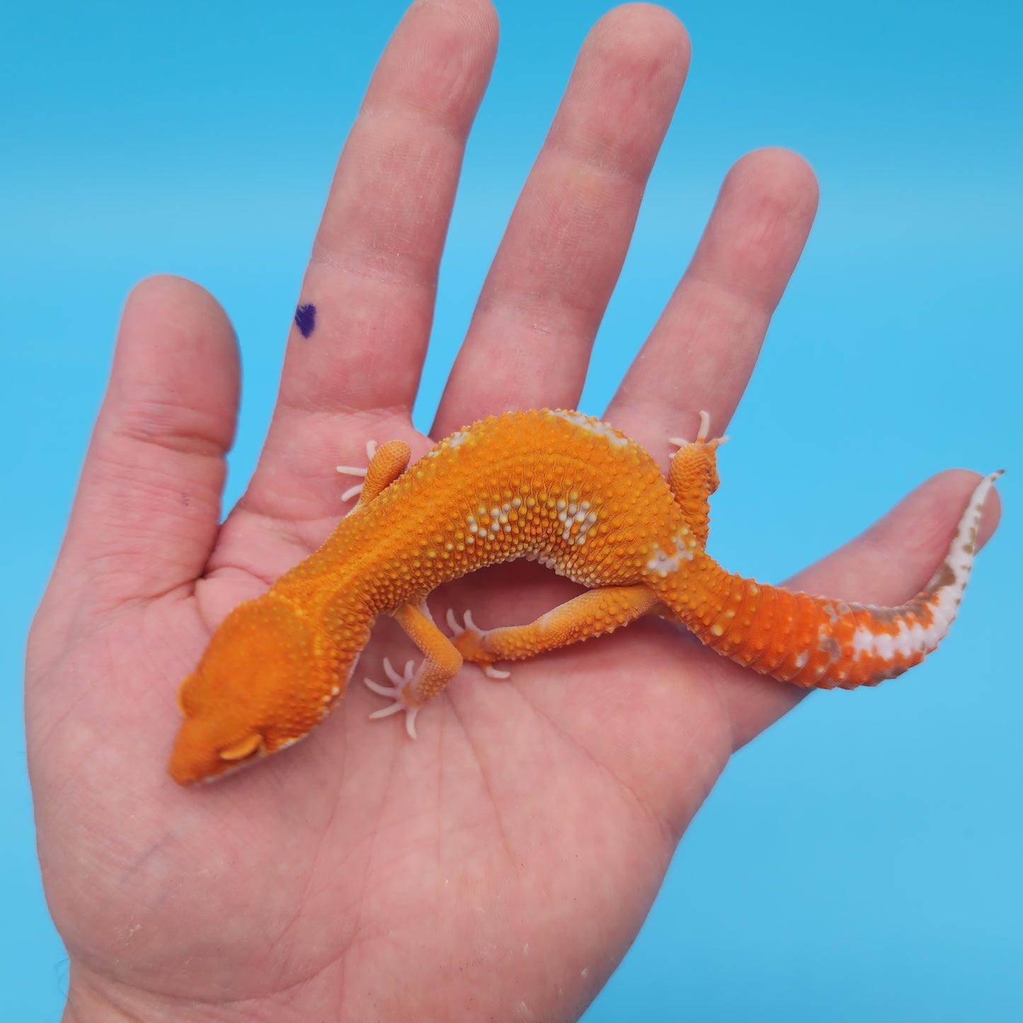 Male Mandarin Inferno Tangerine Tremper Albino Red Stripe Leopard Gecko (STUNNING in person!)