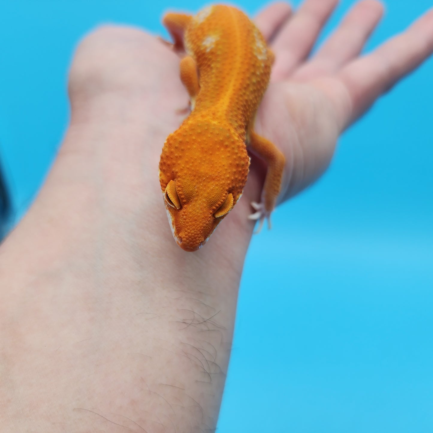 Male Mandarin Inferno Tangerine Tremper Albino Red Stripe Leopard Gecko (STUNNING in person!)
