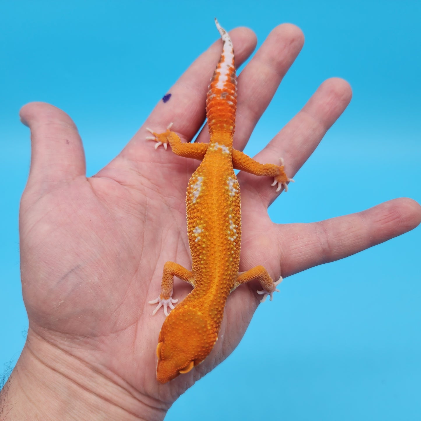 Male Mandarin Inferno Tangerine Tremper Albino Red Stripe Leopard Gecko (STUNNING in person!)