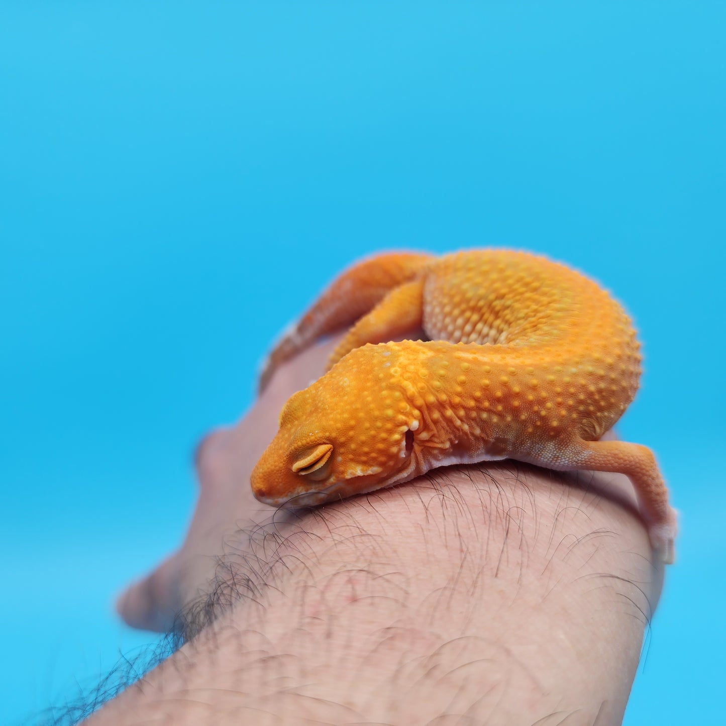 Male Mandarin Inferno Tangerine Tremper Albino Red Stripe Leopard Gecko