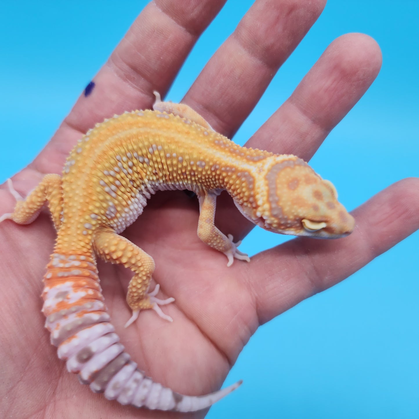 Mandarin Inferno Tangerine Bold Red Stripe Tremper Albino Leopard Gecko