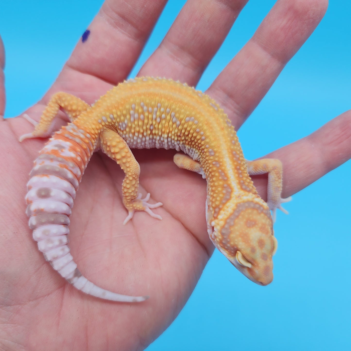 Mandarin Inferno Tangerine Bold Red Stripe Tremper Albino Leopard Gecko