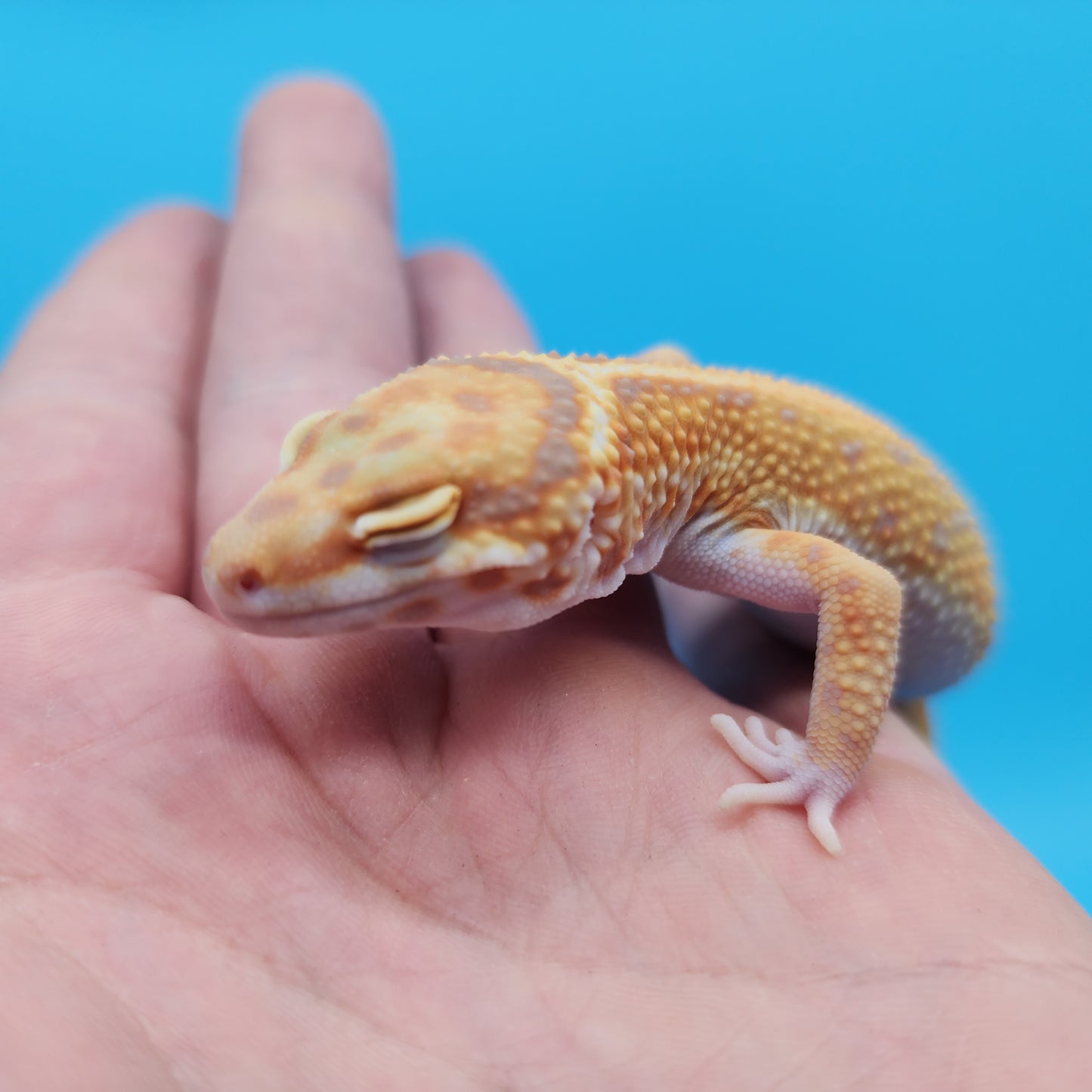 Mandarin Inferno Tangerine Bold Red Stripe Tremper Albino Leopard Gecko