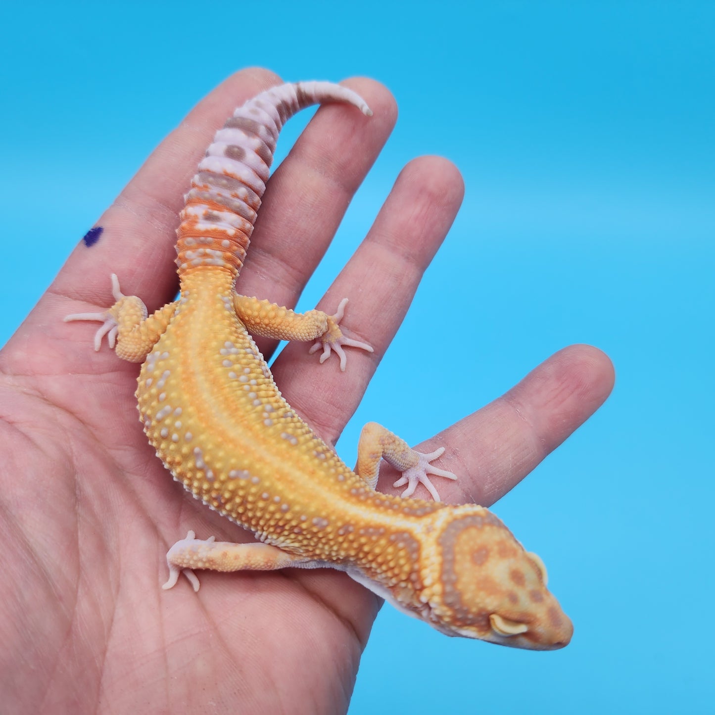 Mandarin Inferno Tangerine Bold Red Stripe Tremper Albino Leopard Gecko
