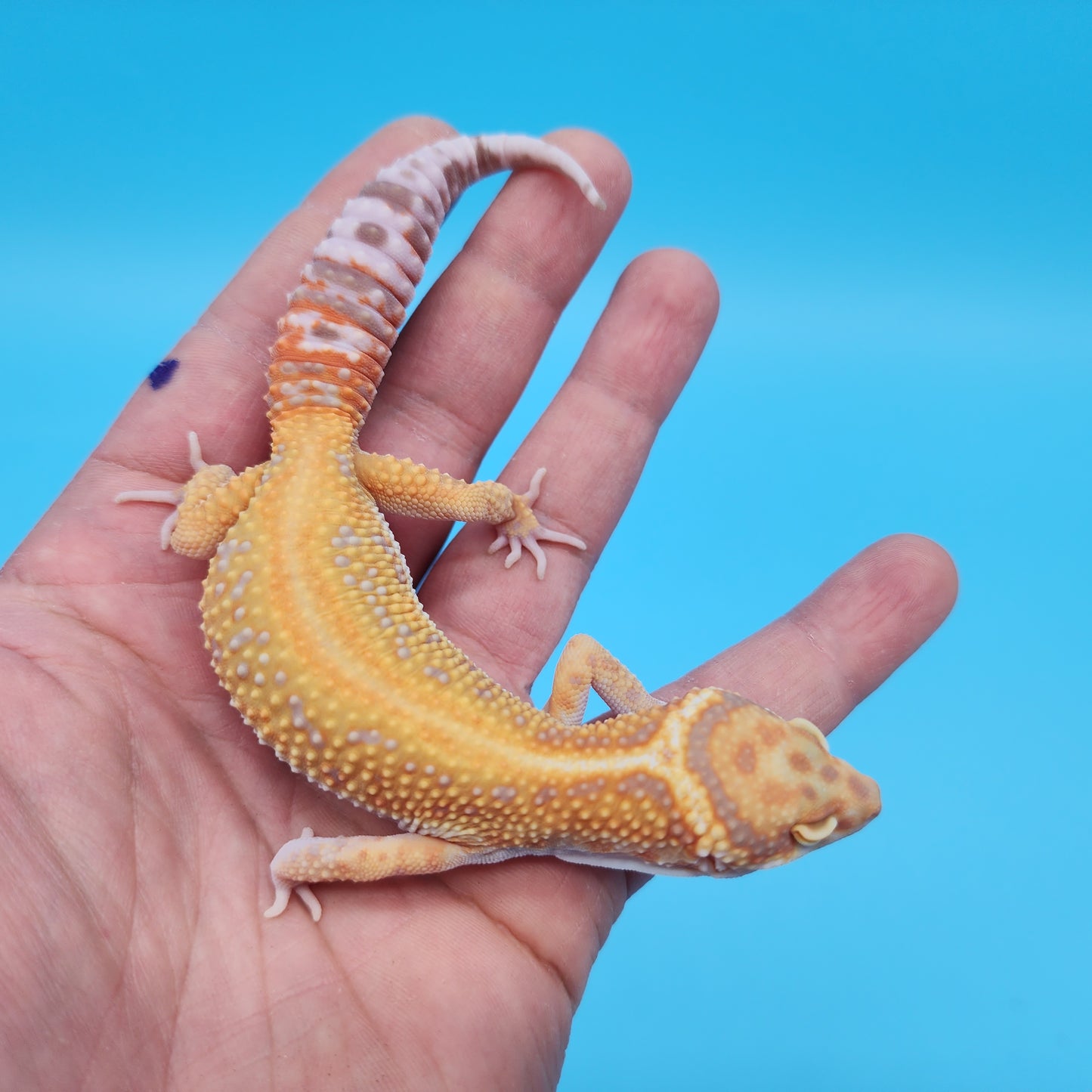 Mandarin Inferno Tangerine Bold Red Stripe Tremper Albino Leopard Gecko