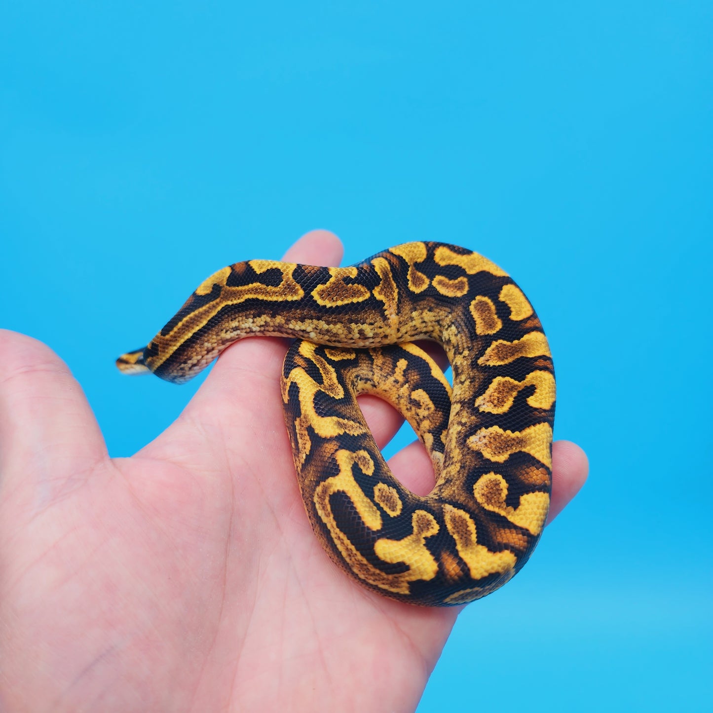 Male Yellow Belly Puzzle (FREE Shipping)
