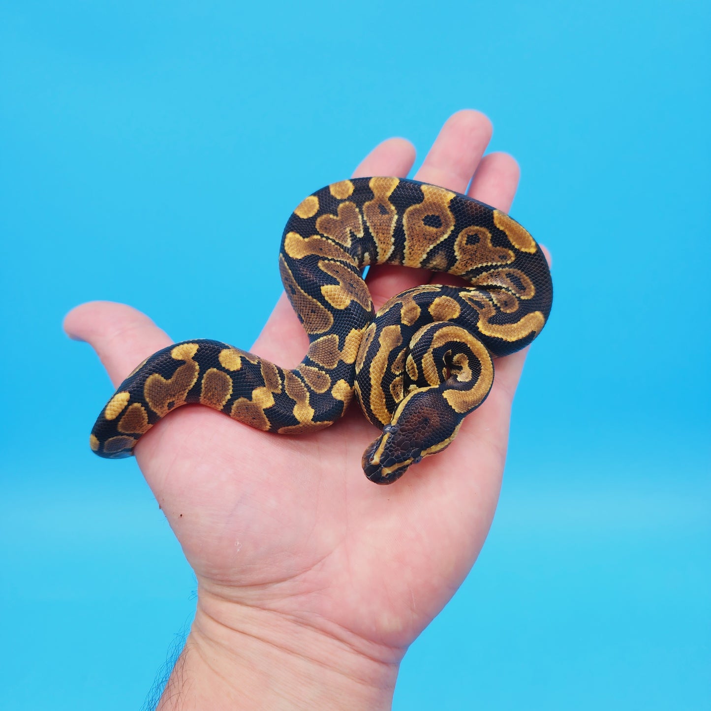 Male 100% Het Puzzle Possible Yellow Belly