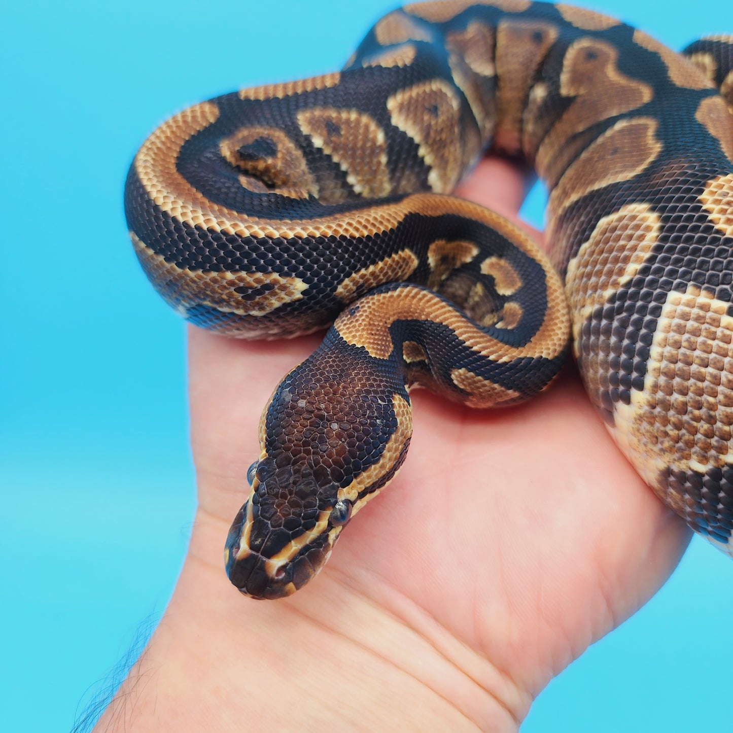 Male Yellow Belly 100% Het Puzzle