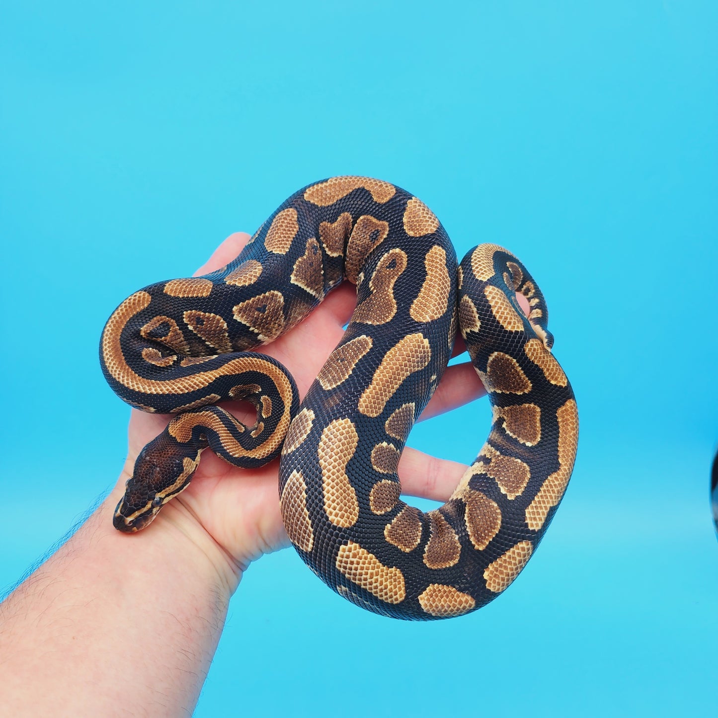 Male Yellow Belly 100% Het Puzzle