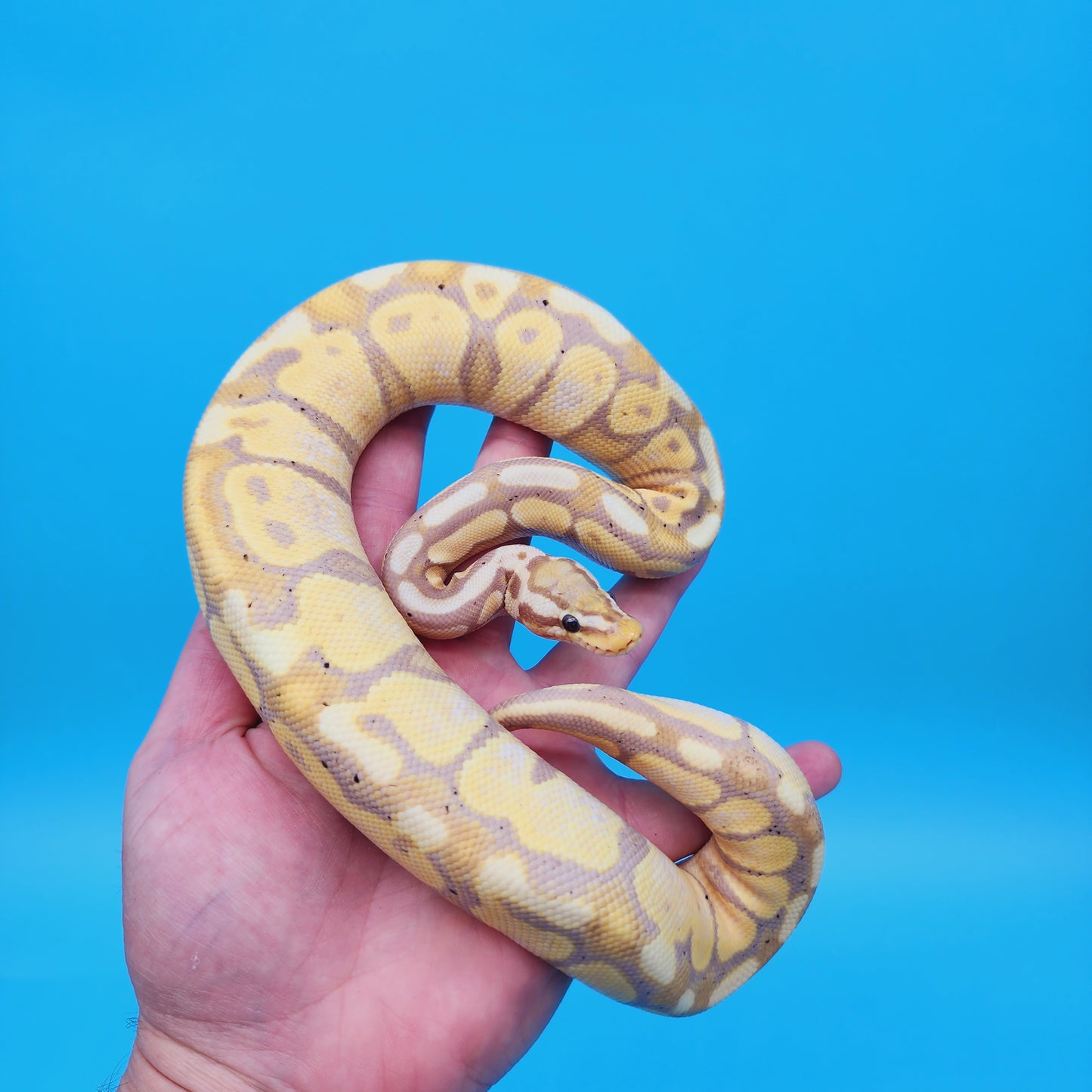 Male Banana Super Pastel 100% Het Puzzle (Possible Mojave/YB/Fluff)