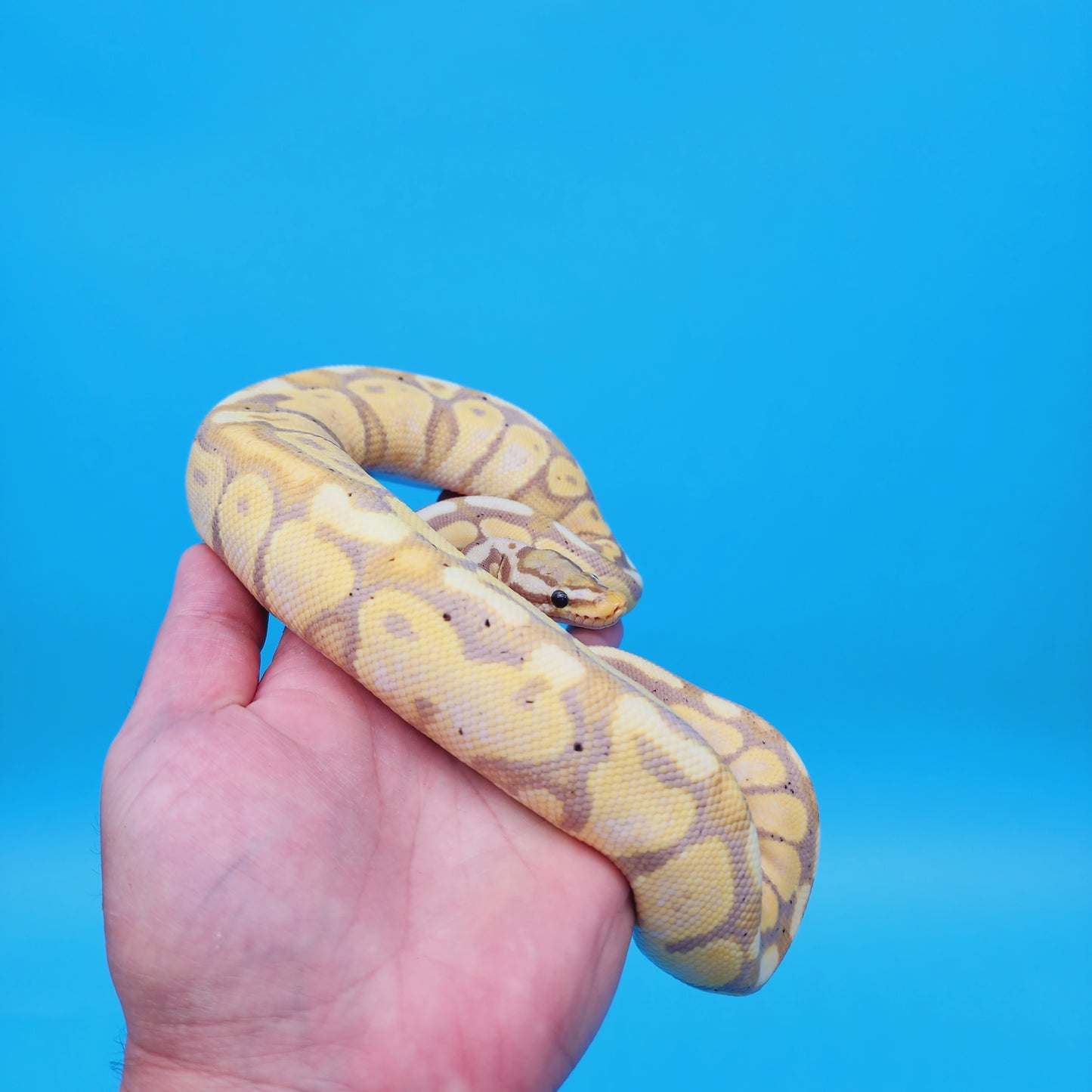 Male Banana Super Pastel 100% Het Puzzle (Possible Mojave/YB/Fluff)