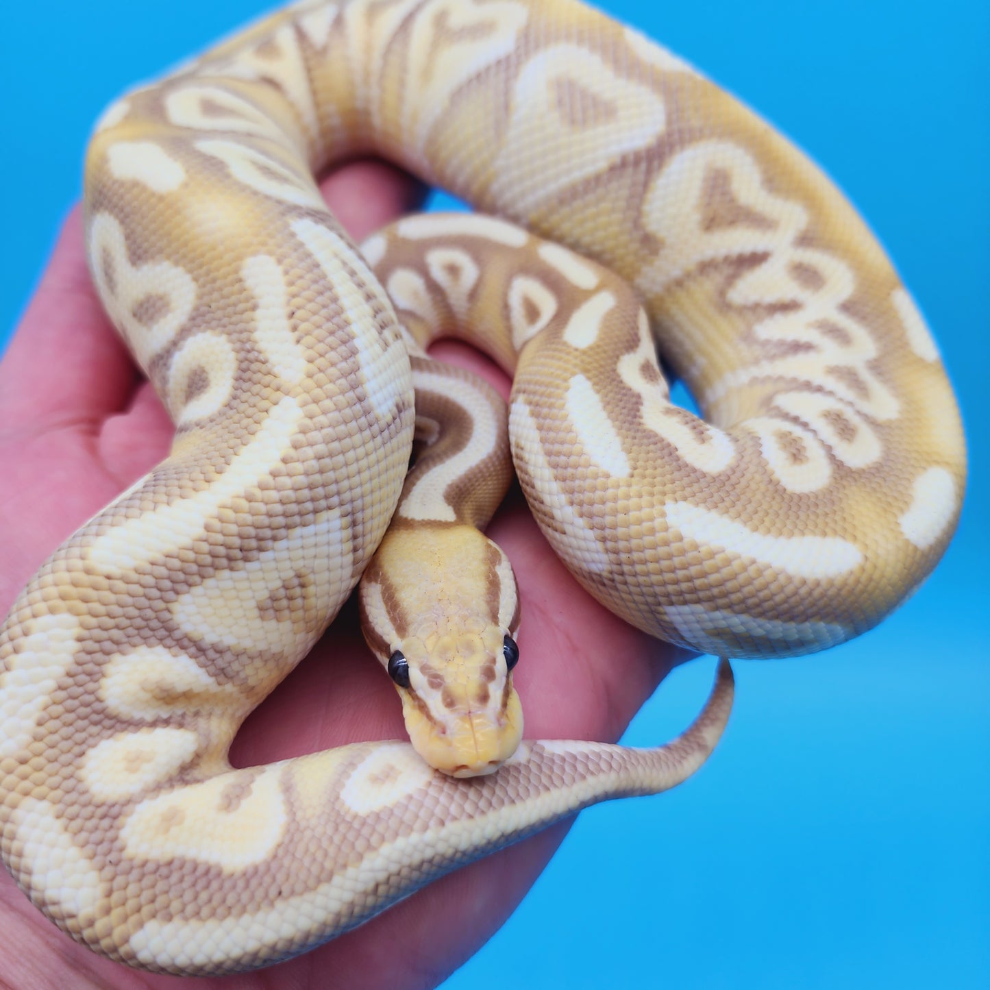 Male Banana Pastel Mojave Yellow Belly 100% Het Puzzle (Possible Fluff)