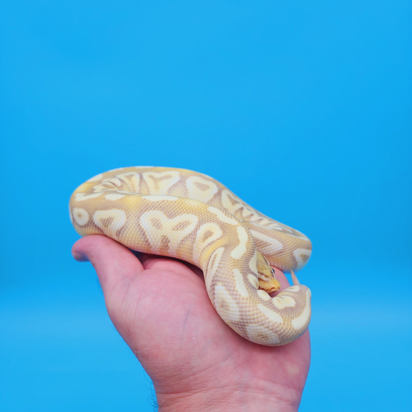 Male Banana Pastel Mojave Yellow Belly 100% Het Puzzle (Possible Fluff)
