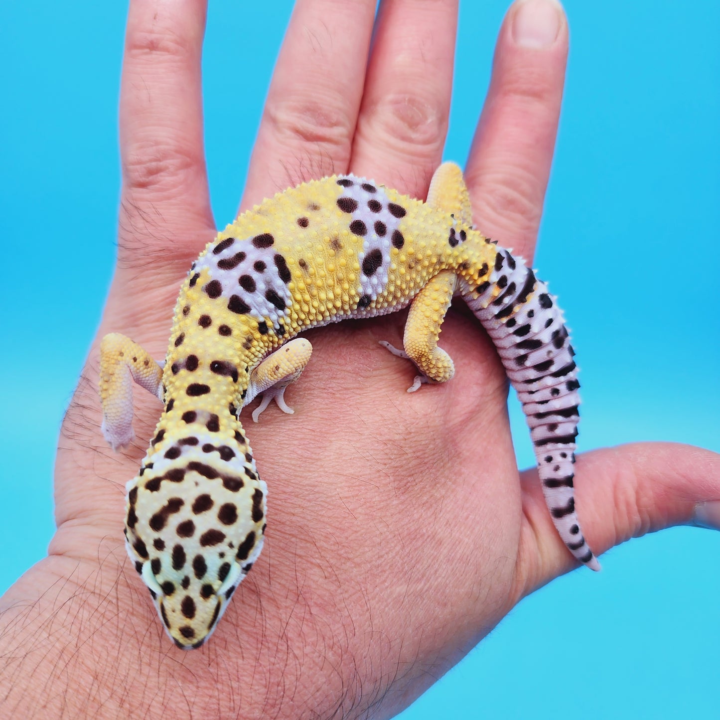 Male Fasciolatus Clown Leopard Gecko