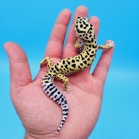 Male Afghan Bold Bandit Hyper Xanthic Possible White & Yellow Leopard Gecko