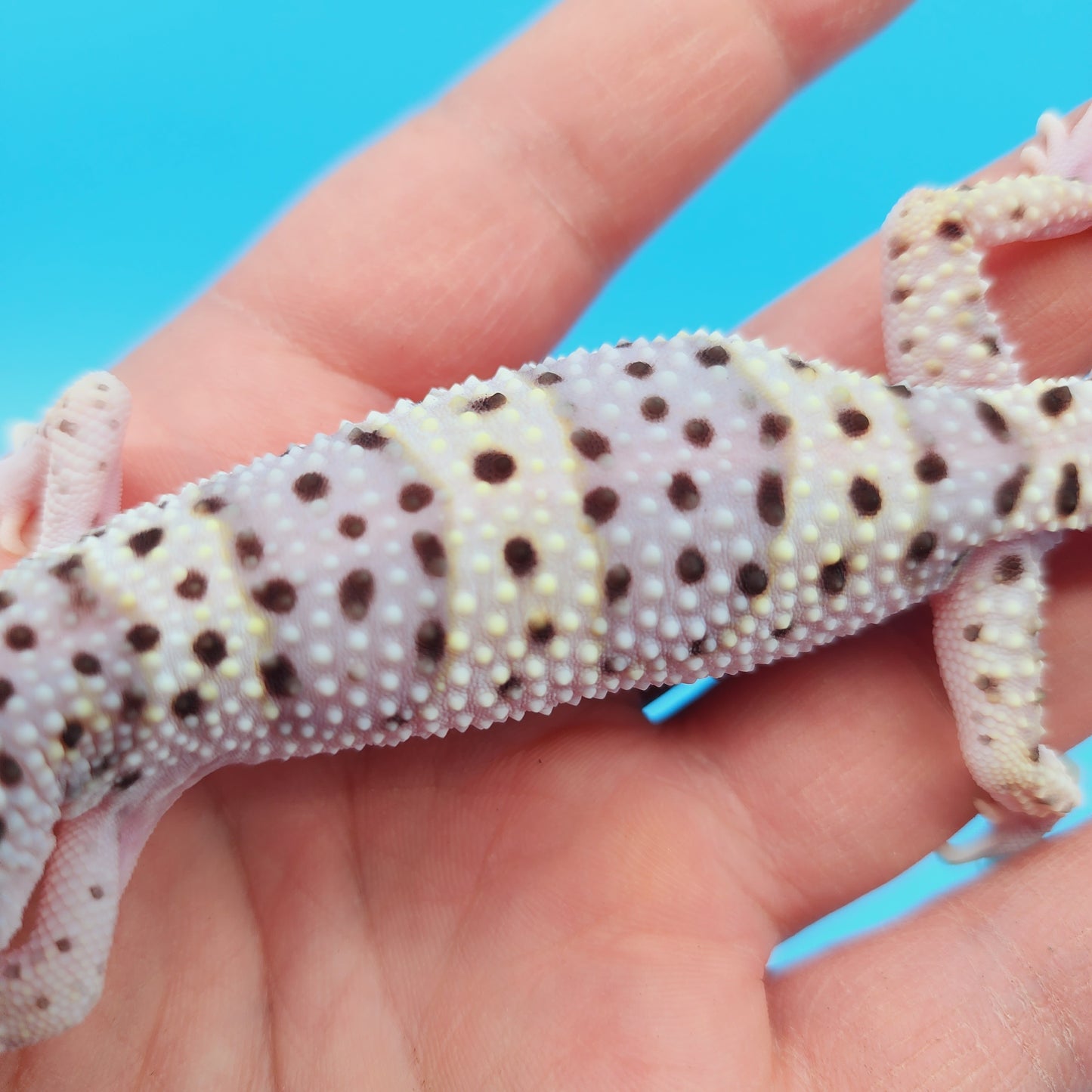 Female FREEZE Fasciolatus Mack Snow Possible Het Eclipse Leopard Gecko