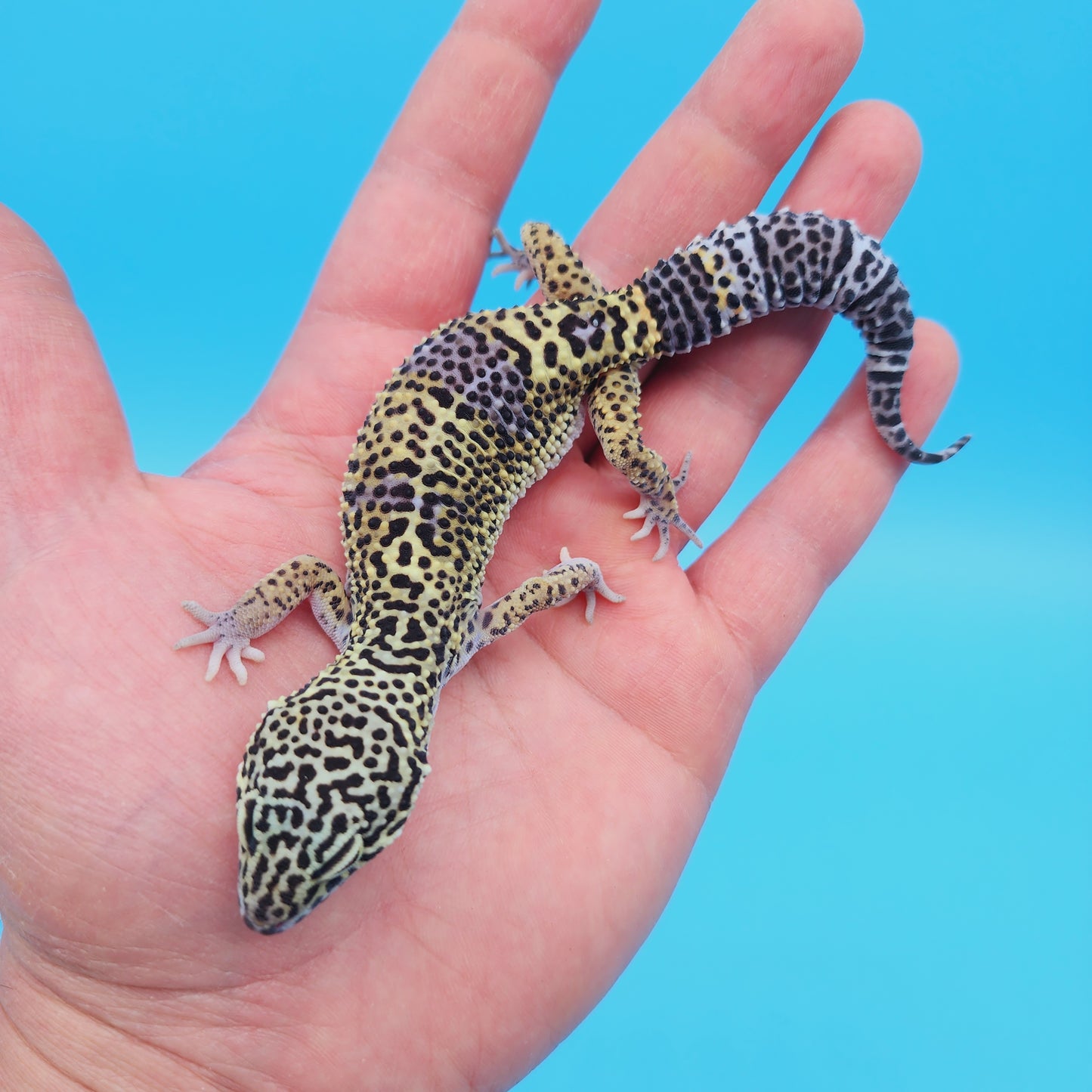 Female Black Night (50%) Afghan (25%) Turcmenicus (25%) Leopard Gecko