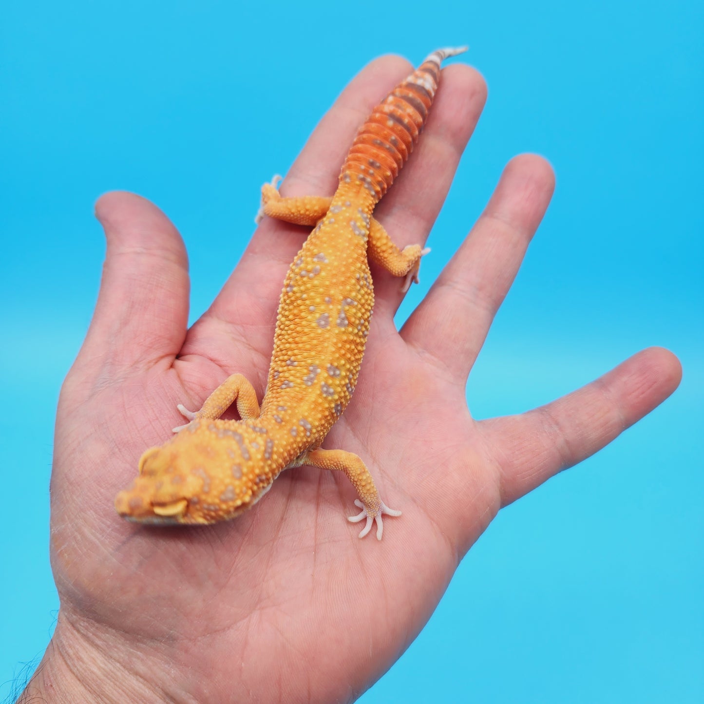 Female Manferno Tangerine Tremper Albino Leopard Gecko (slow grower)