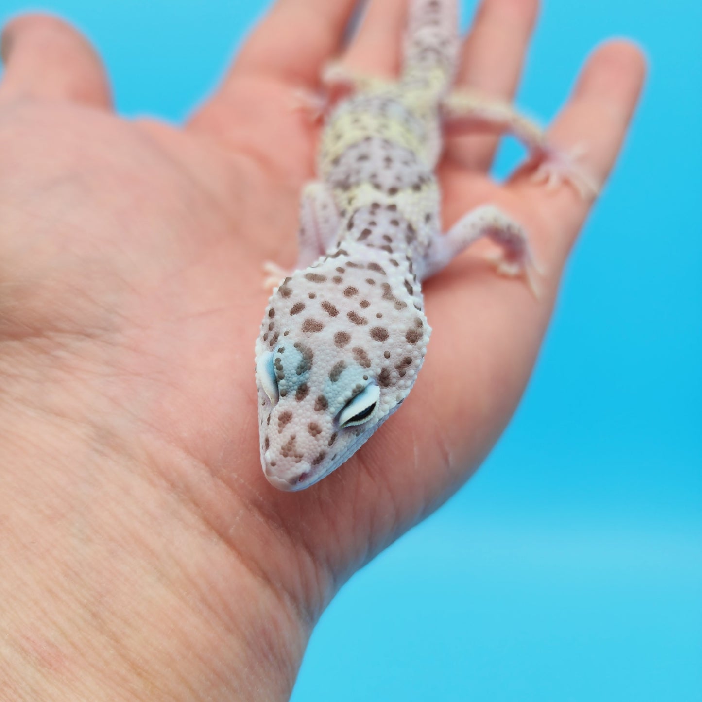 Male FREEZE Fasciolatus Mack Snow Leopard Gecko