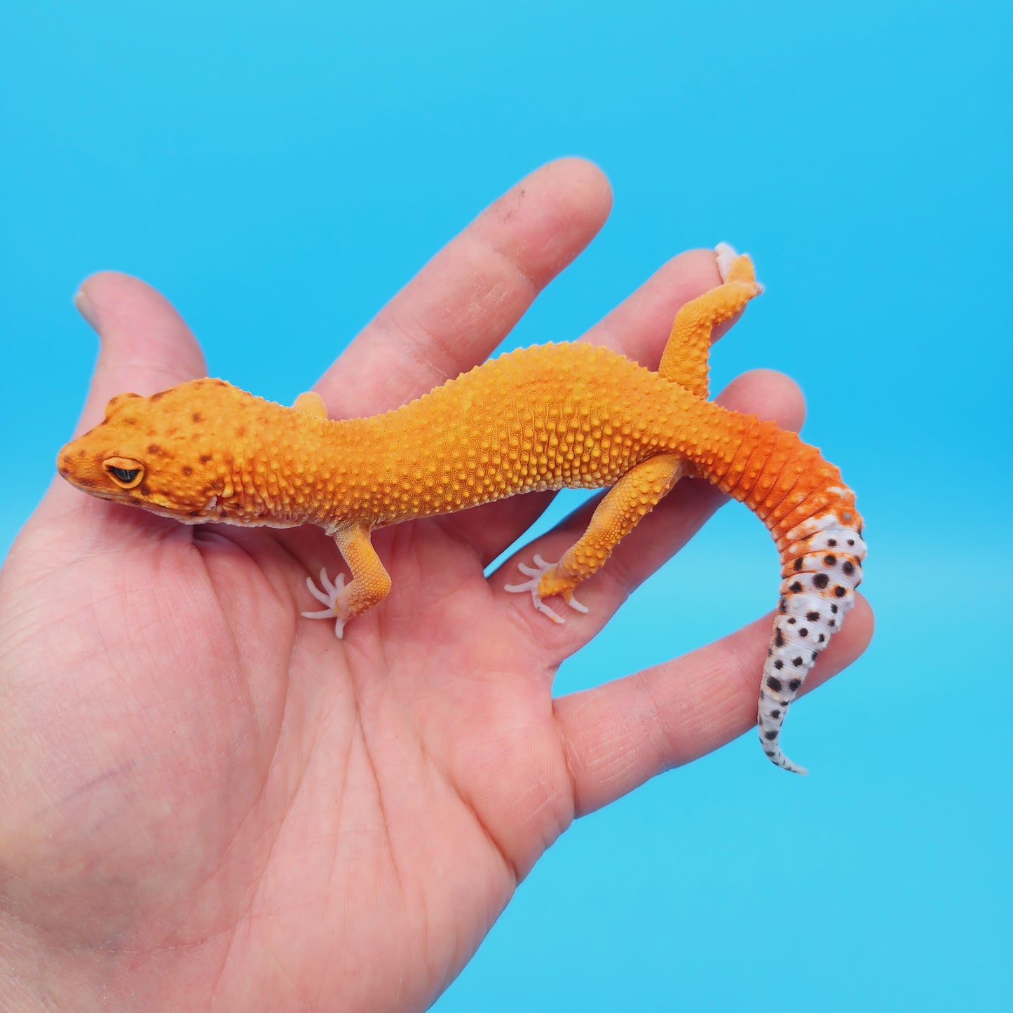 Male Super Hypo Mandarin Tangerine Leopard Gecko
