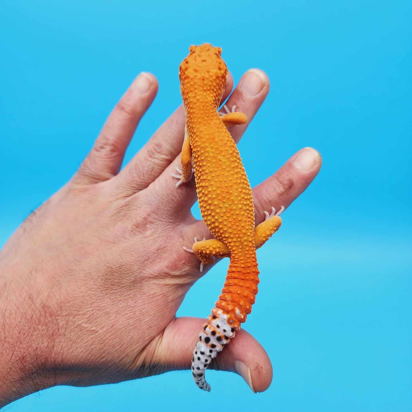 Male Super Hypo Mandarin Tangerine Leopard Gecko