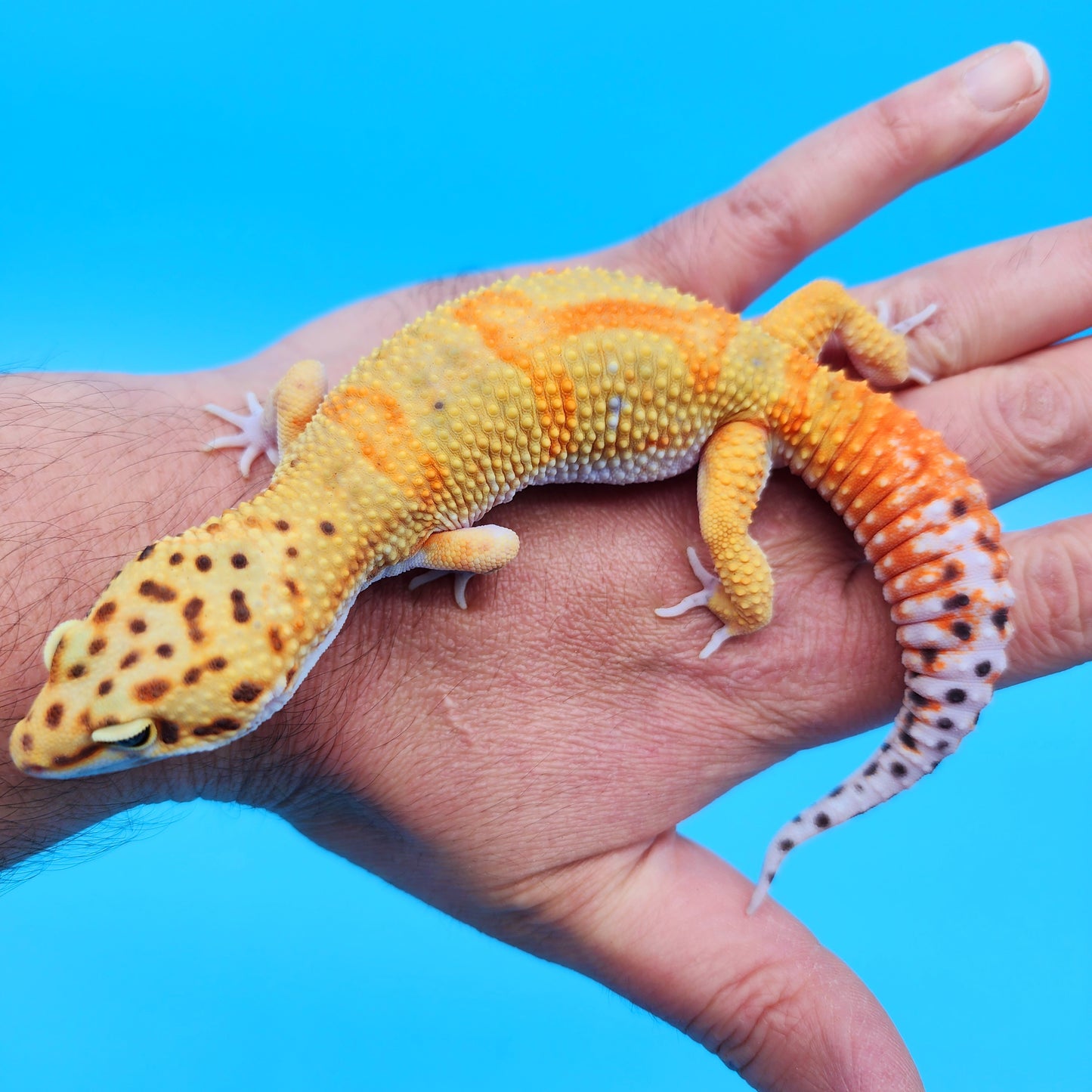 Male Mandarin Clown Leopard Gecko