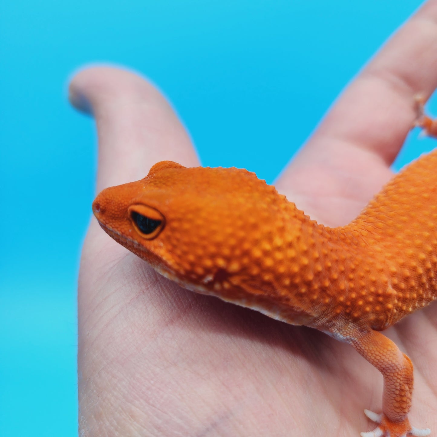 DEEP ORANGE Female Mandarin Inferno Tangerine Super Hypo Baldy Extreme Carrot Tail Leopard Gecko