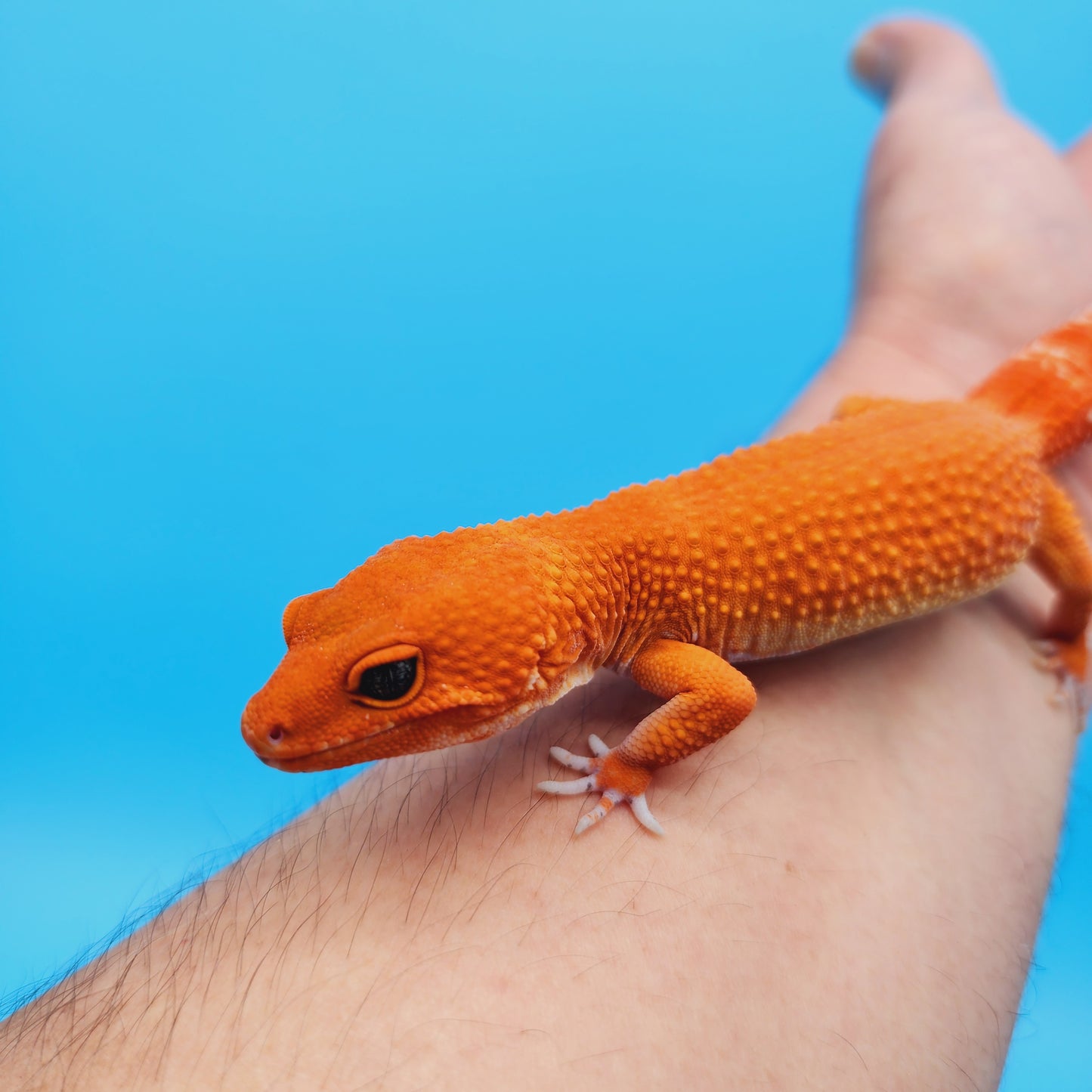 DEEP ORANGE Female Mandarin Inferno Tangerine Super Hypo Baldy Extreme Carrot Tail Leopard Gecko