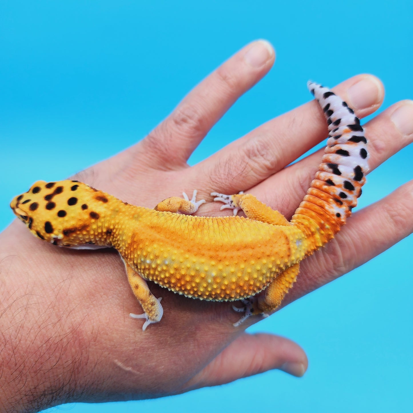 Male Inferno Tangerine Clown Emerine Red Stripe Leopard Gecko