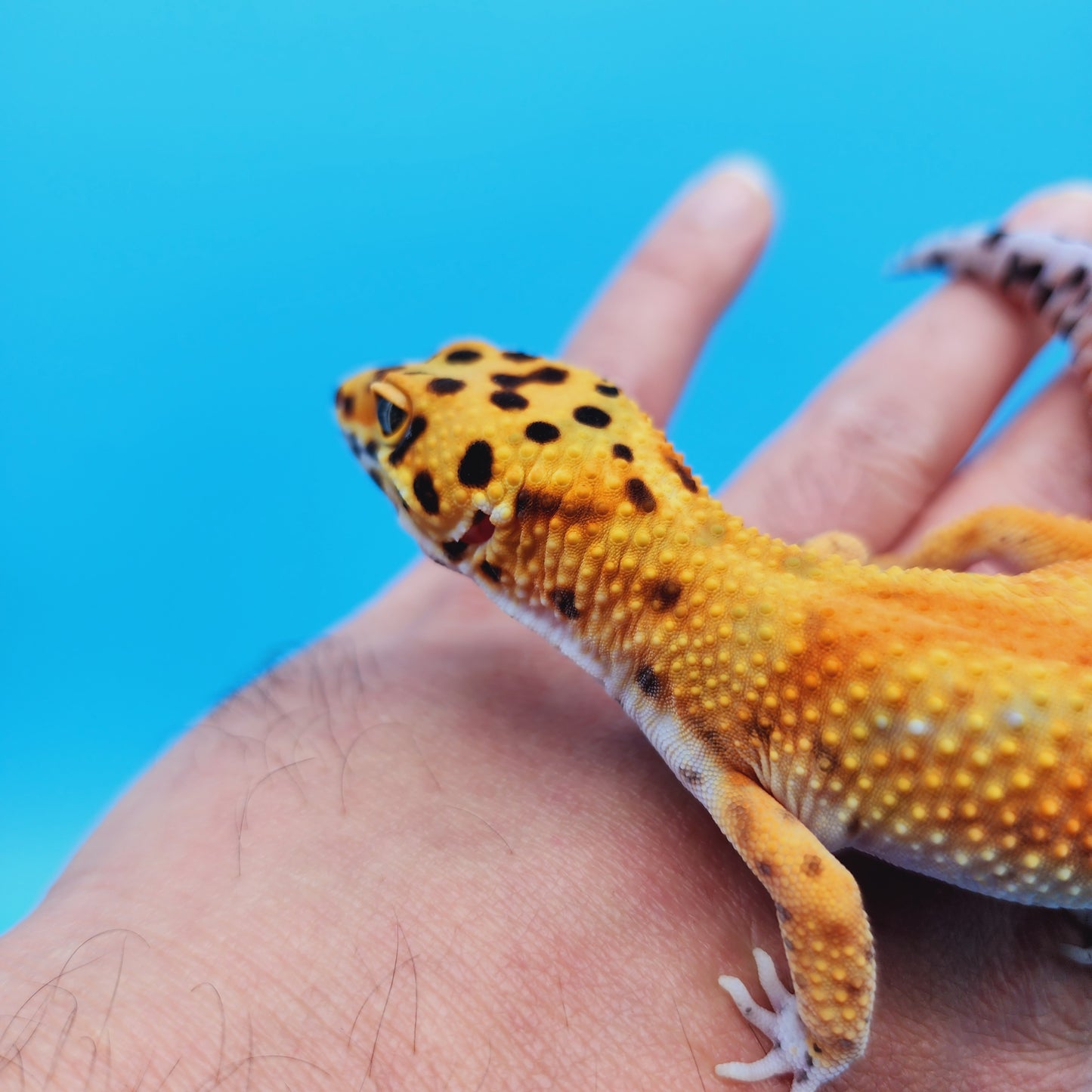 Male Inferno Tangerine Clown Emerine Red Stripe Leopard Gecko