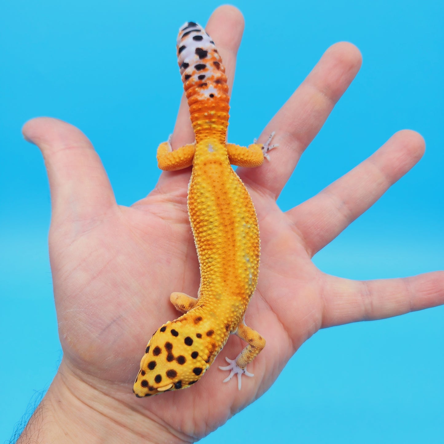 Male Inferno Tangerine Clown Emerine Red Stripe Leopard Gecko