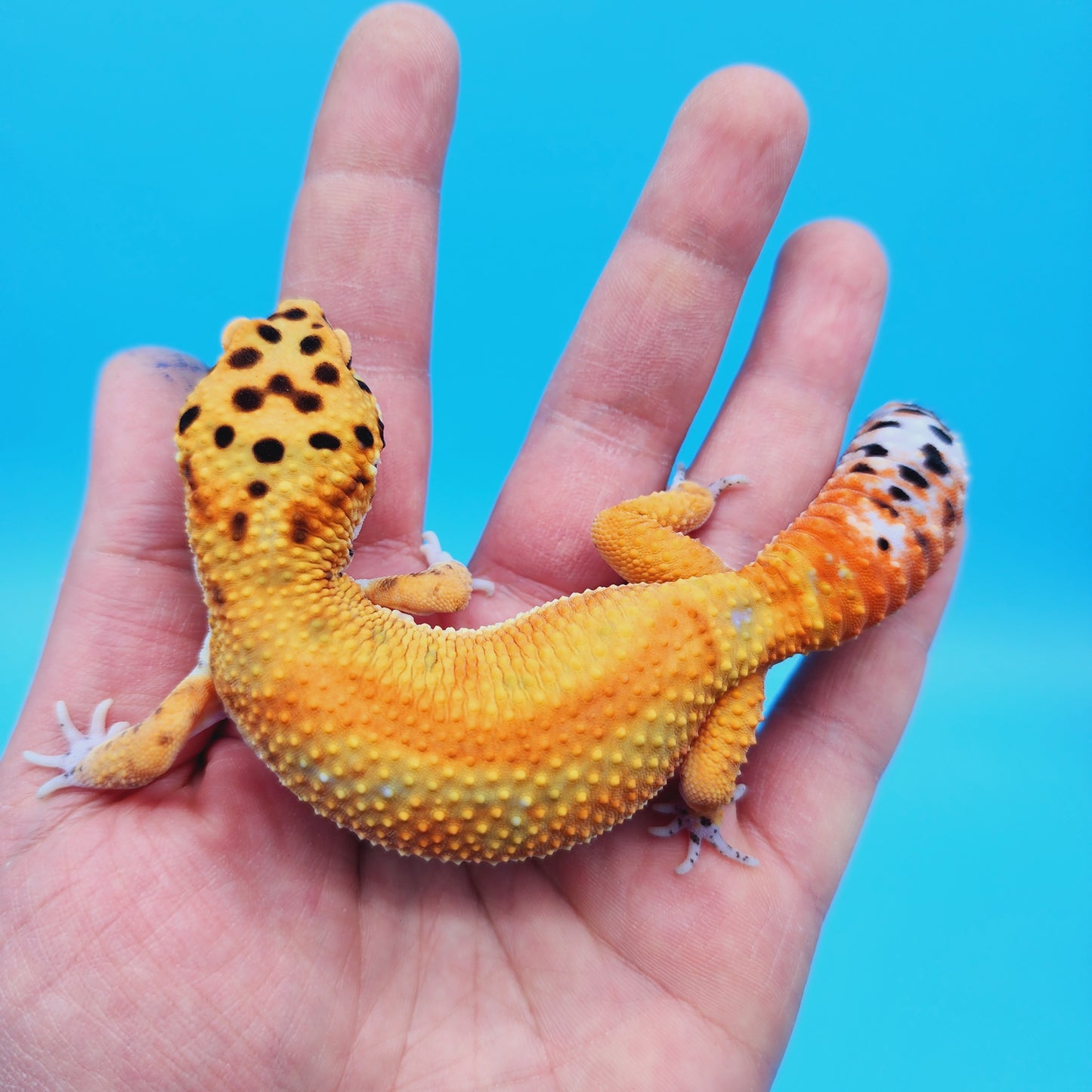 Male Inferno Tangerine Clown Emerine Red Stripe Leopard Gecko