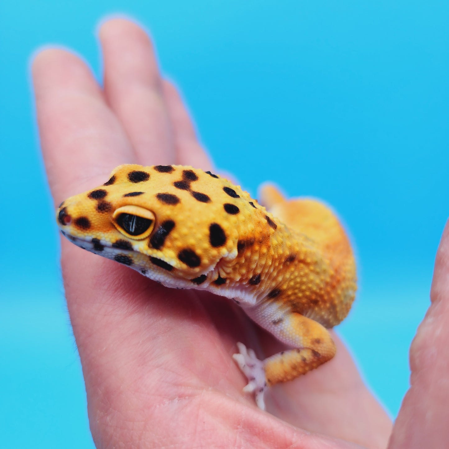 Male Inferno Tangerine Clown Emerine Red Stripe Leopard Gecko