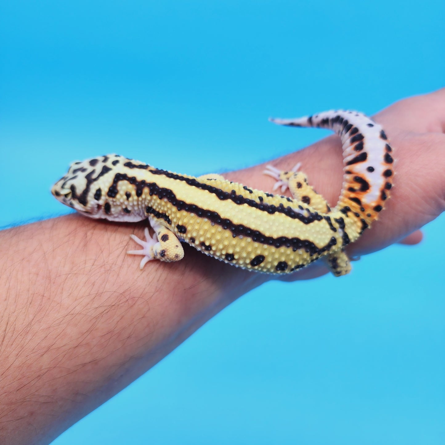 Male Hyper Xanthic Thick Boldstripe Leopard Gecko