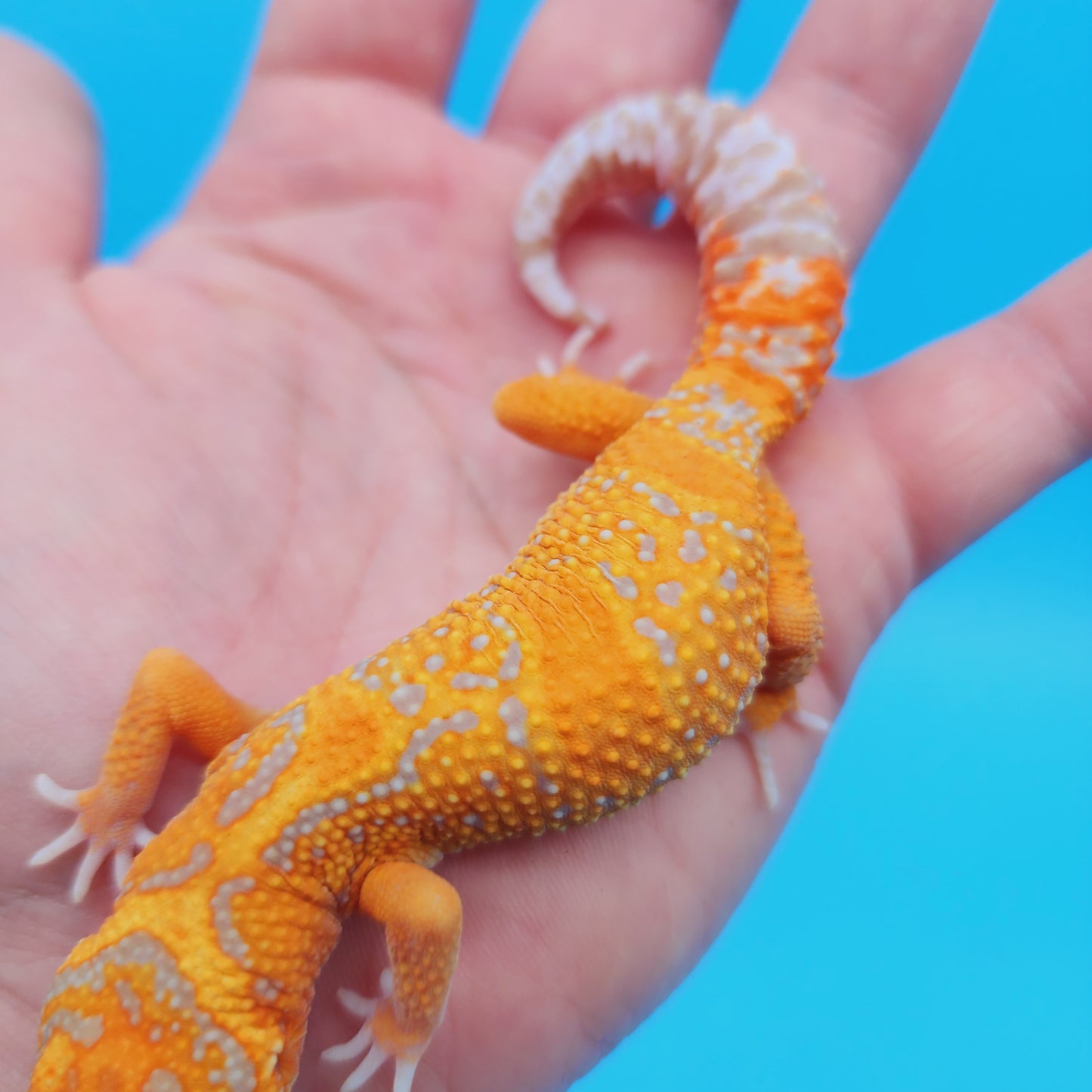 Female Mandarin Inferno Jungle Tremper Albino Leopard Gecko (slow grower)