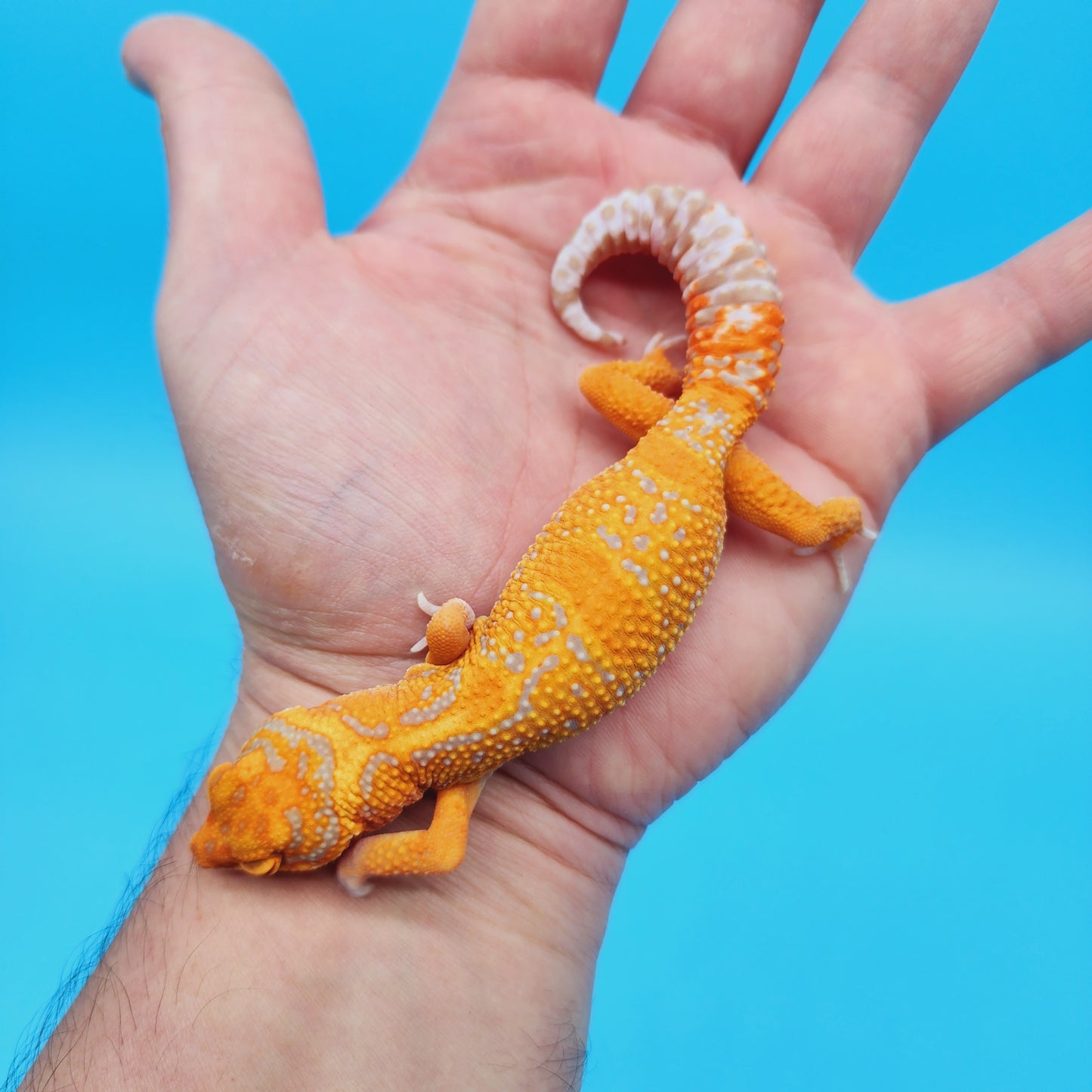 Female Mandarin Inferno Jungle Tremper Albino Leopard Gecko (slow grower)