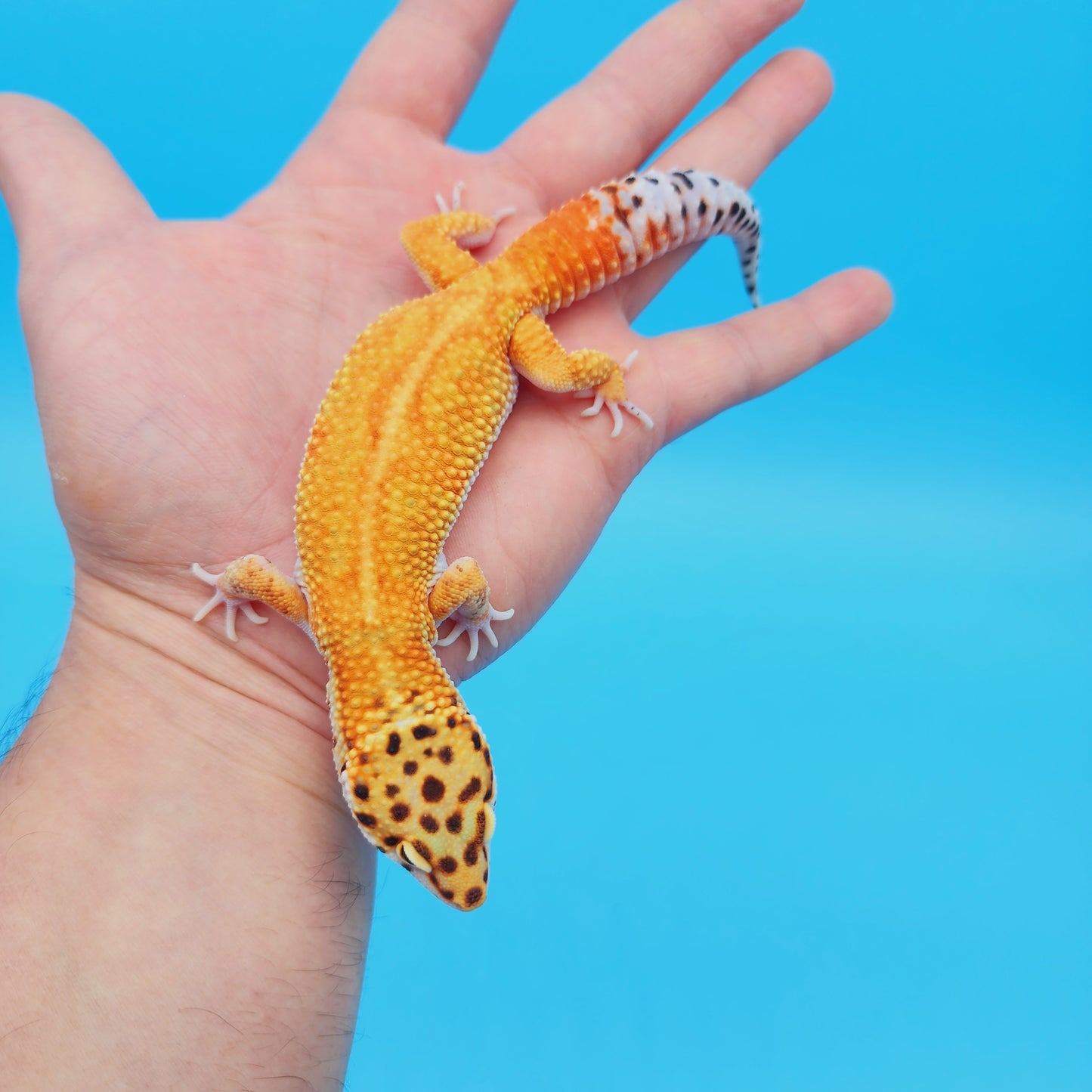 Male Mandarin Inferno Tangerine Bold White & Yellow Red Stripe Jungle Leopard Gecko