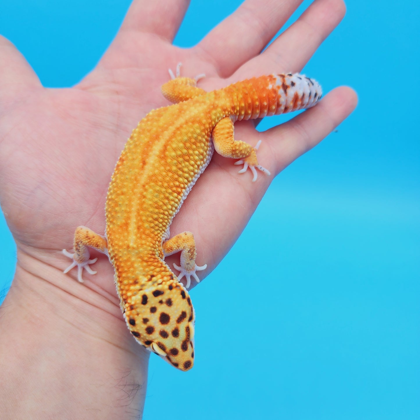 Male Mandarin Inferno Tangerine Bold White & Yellow Red Stripe Jungle Leopard Gecko