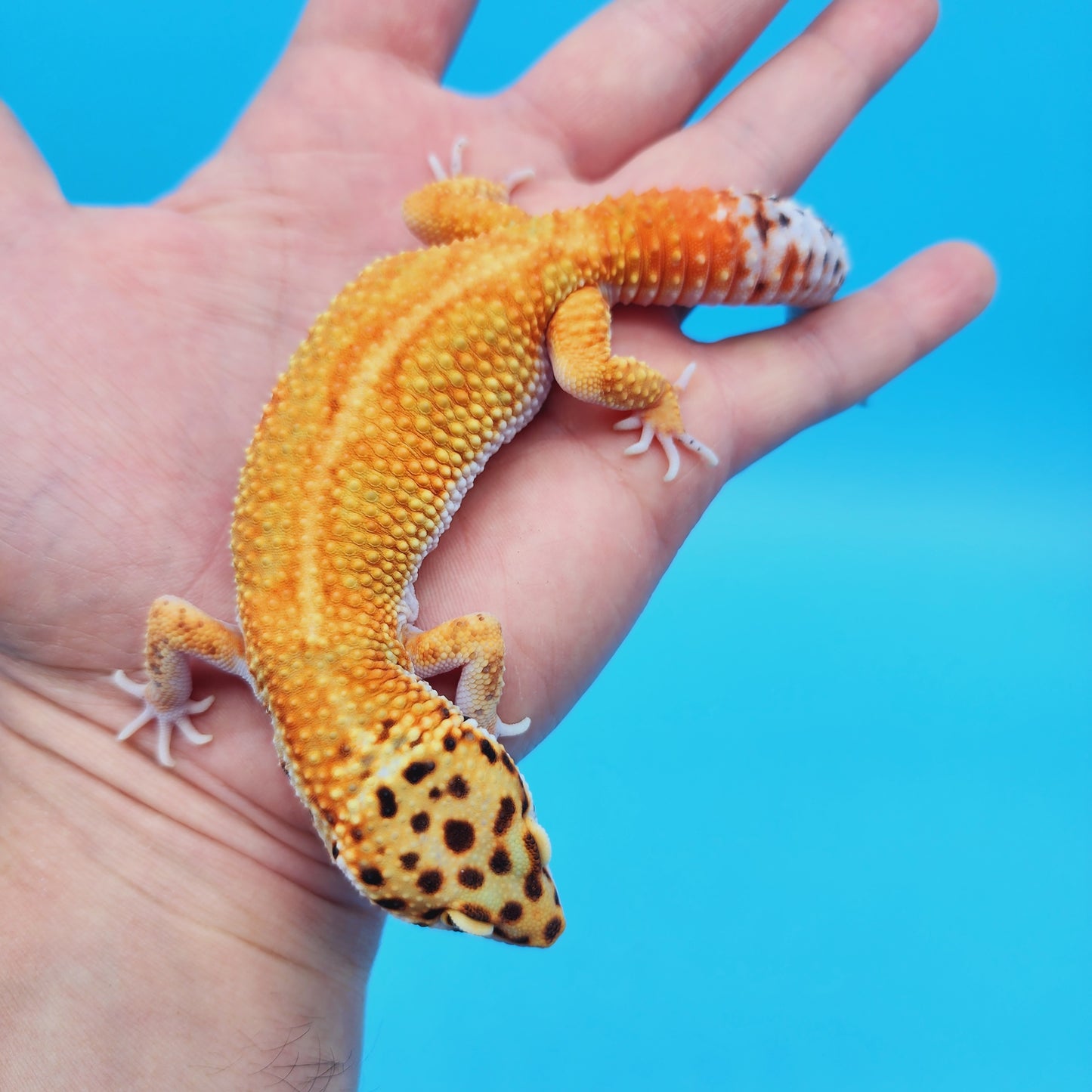 Male Mandarin Inferno Tangerine Bold White & Yellow Red Stripe Jungle Leopard Gecko