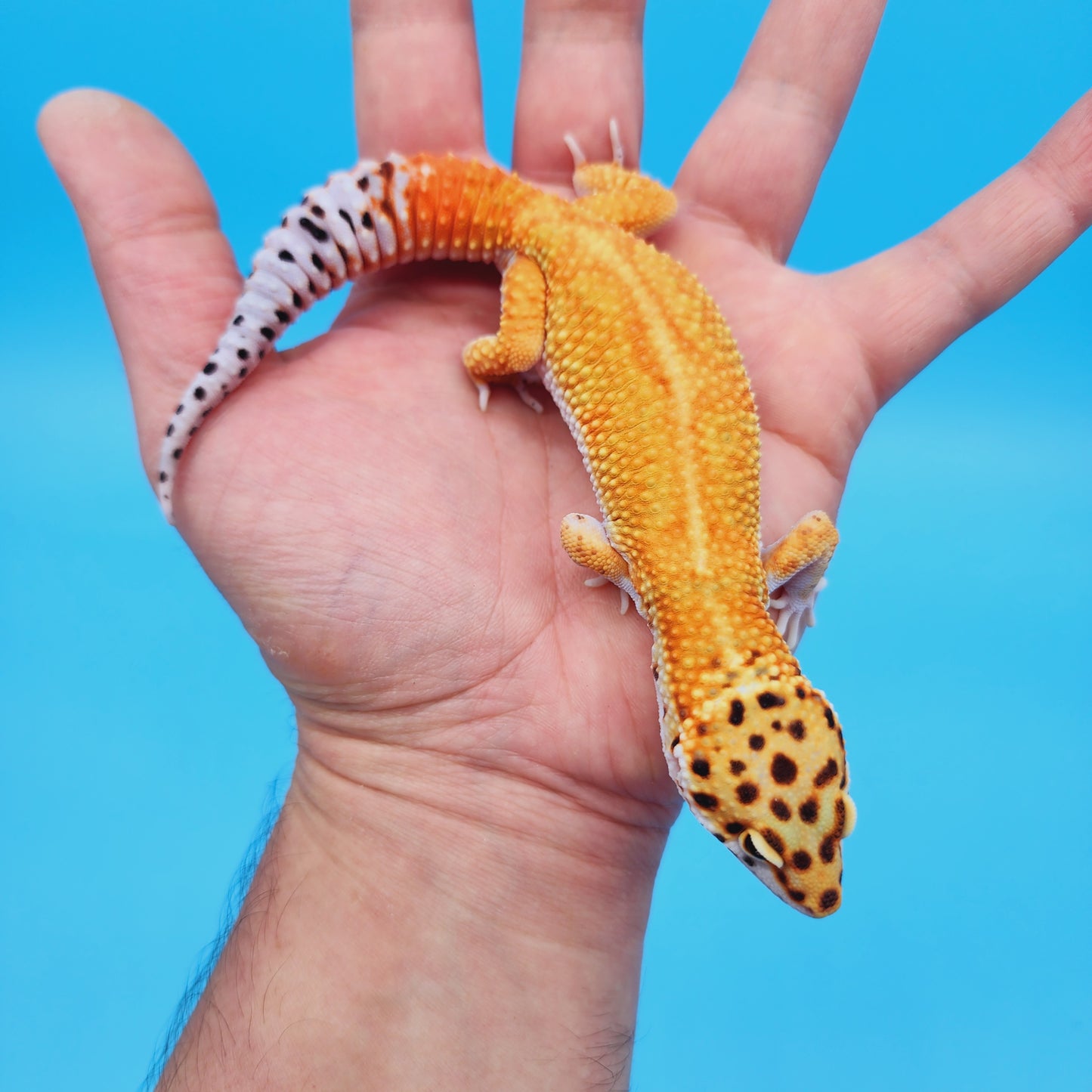 Male Mandarin Inferno Tangerine Bold White & Yellow Red Stripe Jungle Leopard Gecko